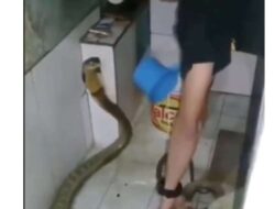 Pria Pemberani Menghadapi Tantangan Mandikan Ular King Cobra