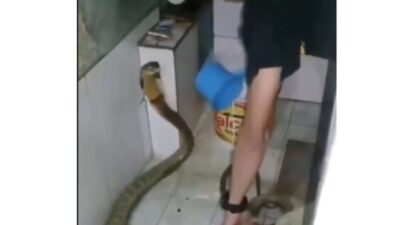 Pria Pemberani Menghadapi Tantangan Mandikan Ular King Cobra