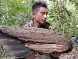 Penemuan Burung Kuau Raja, Maskot Sumatera Barat yang Nyaris Punah, Heboh