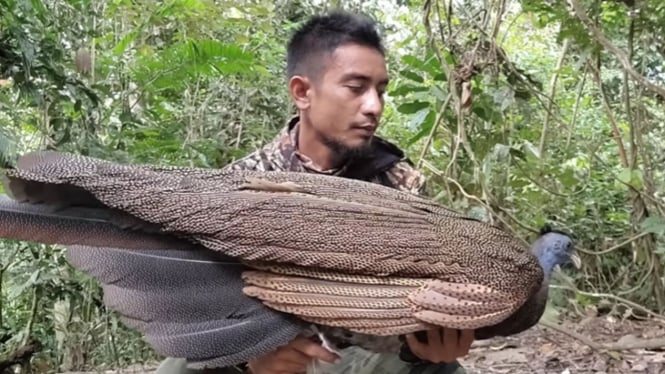 Penemuan Burung Kuau Raja, Maskot Sumatera Barat yang Nyaris Punah, Heboh