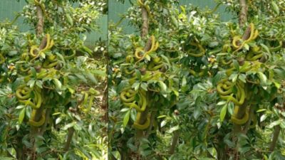 Ngeri! Puluhan Ular Bertengger di Pohon