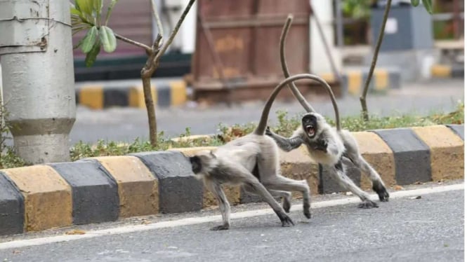 Monyet India Melakukan Pembunuhan Sadis Terhadap Anak 10 Tahun Dengan Cara Merobek Ususnya