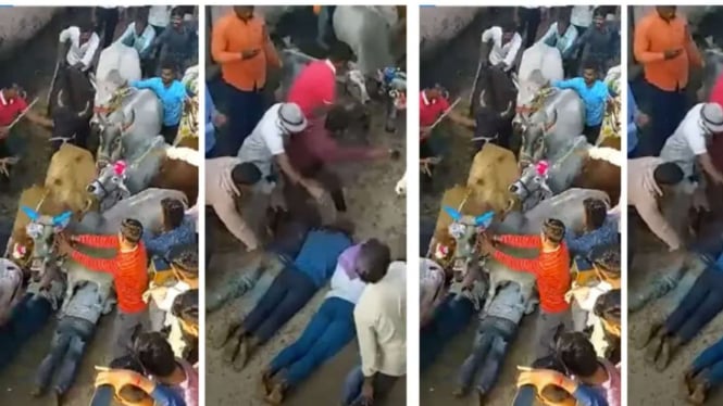 Banyak Warga Rela Diinjak Sapi Sebelum Melakukan Ritual Geger Ini