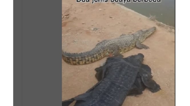 Insiden Viral: Pria Berani Menggoda Buaya Saat Beristirahat, Berpura-pura seperti Buaya yang Asli