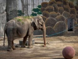 Gajah yang ‘Paling Kesepian di Dunia’ Meninggal pada Usia 50 Tahun