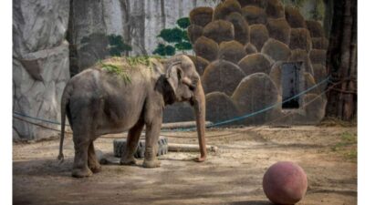 Gajah yang ‘Paling Kesepian di Dunia’ Meninggal pada Usia 50 Tahun