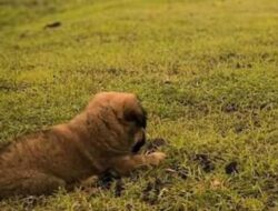 Warganet Marah karena Video Penampakan Anjing Dihajar Sabit di Solo, Berharap Pelakunya Dilaporkan