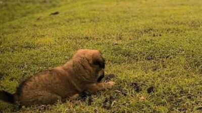 Warganet Marah karena Video Penampakan Anjing Dihajar Sabit di Solo, Berharap Pelakunya Dilaporkan