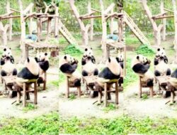 Panda Viral Terekam Duduk dengan Santai Seperti Manusia