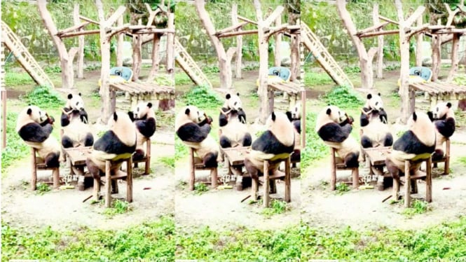 Panda Viral Terekam Duduk dengan Santai Seperti Manusia