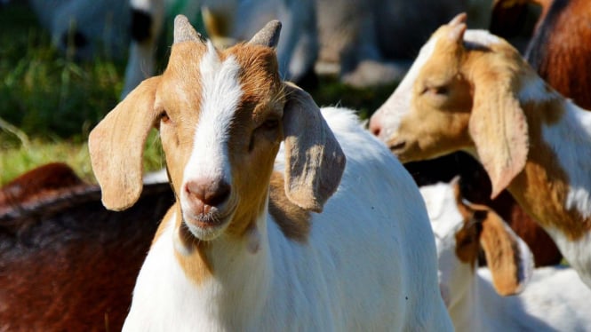 Pencurian di Lebak Menggemparkan, 26 Kambing Raib Tak Bersisakan Apa Pun Kecuali Jeroannya