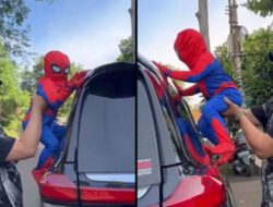 Cipung Lucu Beraksi Memakai Kostum Spiderman, Netizen Tersenyum Melihatnya