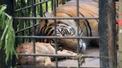 Kedua Bayi Harimau Sumatera yang Dilahirkan di Kebun Binatang Amiens Metropole Prancis