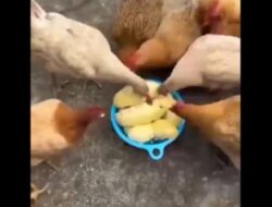 Video Viral Durian Montong Digunakan Sebagai Bahan Makanan Ayam di Thailand