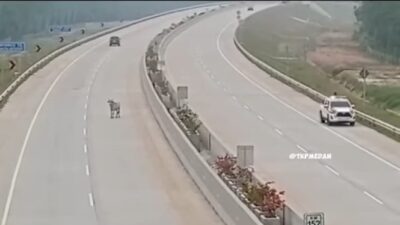 Sapi Masuk Jalan Tol Indrapura dan Jadi Viral