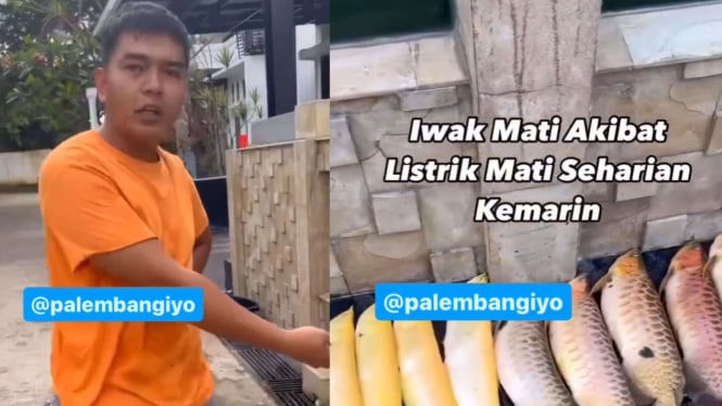 Ikan-Ikan Warga Palembang Mati karena Listrik Padam Selama 18 Jam, Menyebabkan Kerugian Terbesar