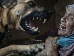 Kisah Biadab: Video Anjing Menyerang Nenek di Palestina yang Dikirim oleh Zionis Israel