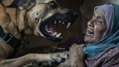 Kisah Biadab: Video Anjing Menyerang Nenek di Palestina yang Dikirim oleh Zionis Israel