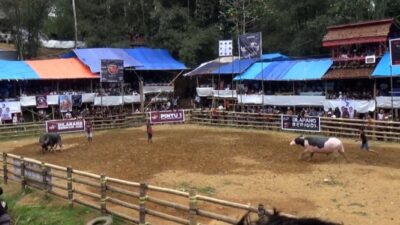 Keributan di Arena Adu Kerbau Toraja Diduga Viral karena Kalah Judi