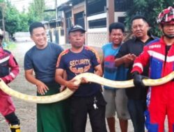 Ular Piton Albino 4 Meter Terjebak di Mesin Mobil Warga Makassar